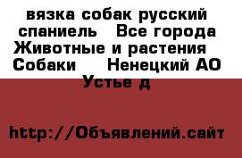 вязка собак русский спаниель - Все города Животные и растения » Собаки   . Ненецкий АО,Устье д.